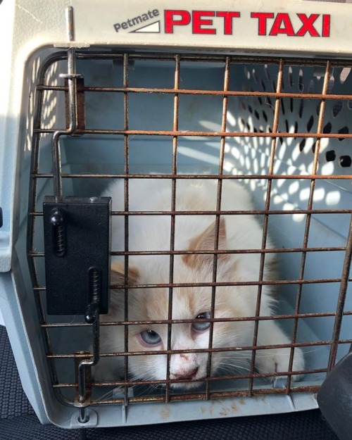 <p>#leohickman isn’t going to have any baby Leo Hickmans. She wasn’t very happy about being in this crate. Or at the vet. Turns out that cat Leo doesn’t settle in to new environments nearly as easily as regular Leo Hickman. #catland (at Greenbrier-Springfield Animal Hospital)<br/>
<a href="https://www.instagram.com/p/BrTWyPyAOxI/?utm_source=ig_tumblr_share&igshid=nzjiahi4ys8d">https://www.instagram.com/p/BrTWyPyAOxI/?utm_source=ig_tumblr_share&igshid=nzjiahi4ys8d</a></p>
