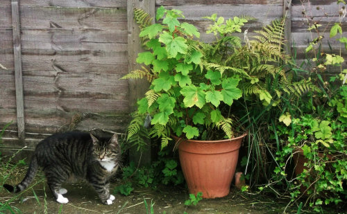 My cat in the garden this morning 🌿 🐈 🌾
or it could be a Scottish Wildcat…..