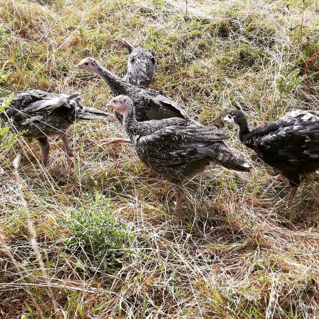 <p>First day out for the little chicks (at Raglan, Monmouthshire)</p>
