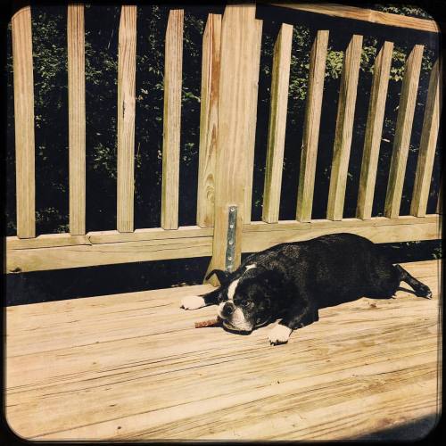 <p>He did such a good job getting his bath, I gave him a treat. Then he came inside and threw it up all over the living room rug. #ingrate #sirwinstoncup #bostonterrier #flatnosedogsociety (at Fiddlestar)</p>