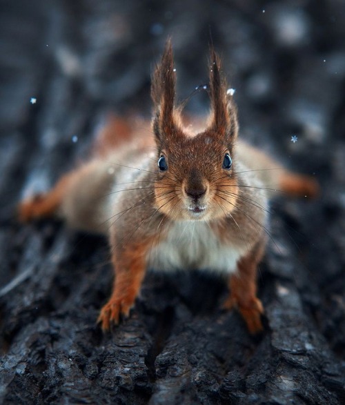Squirrel by © Sergey Polyushko