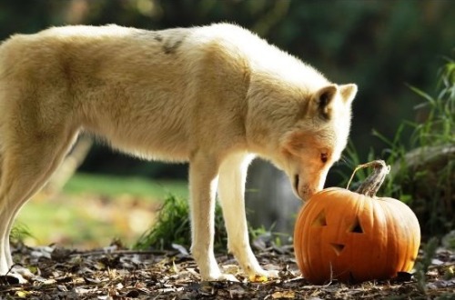 wolveswolves:
“ A wolf takes a look at a Halloween pumpkin at the Woodland Park Zoo in Seattle
Picture by Ted S. Warren
”