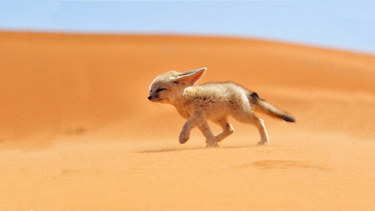 Desert Fox (Source: http://ift.tt/2flnpsZ)