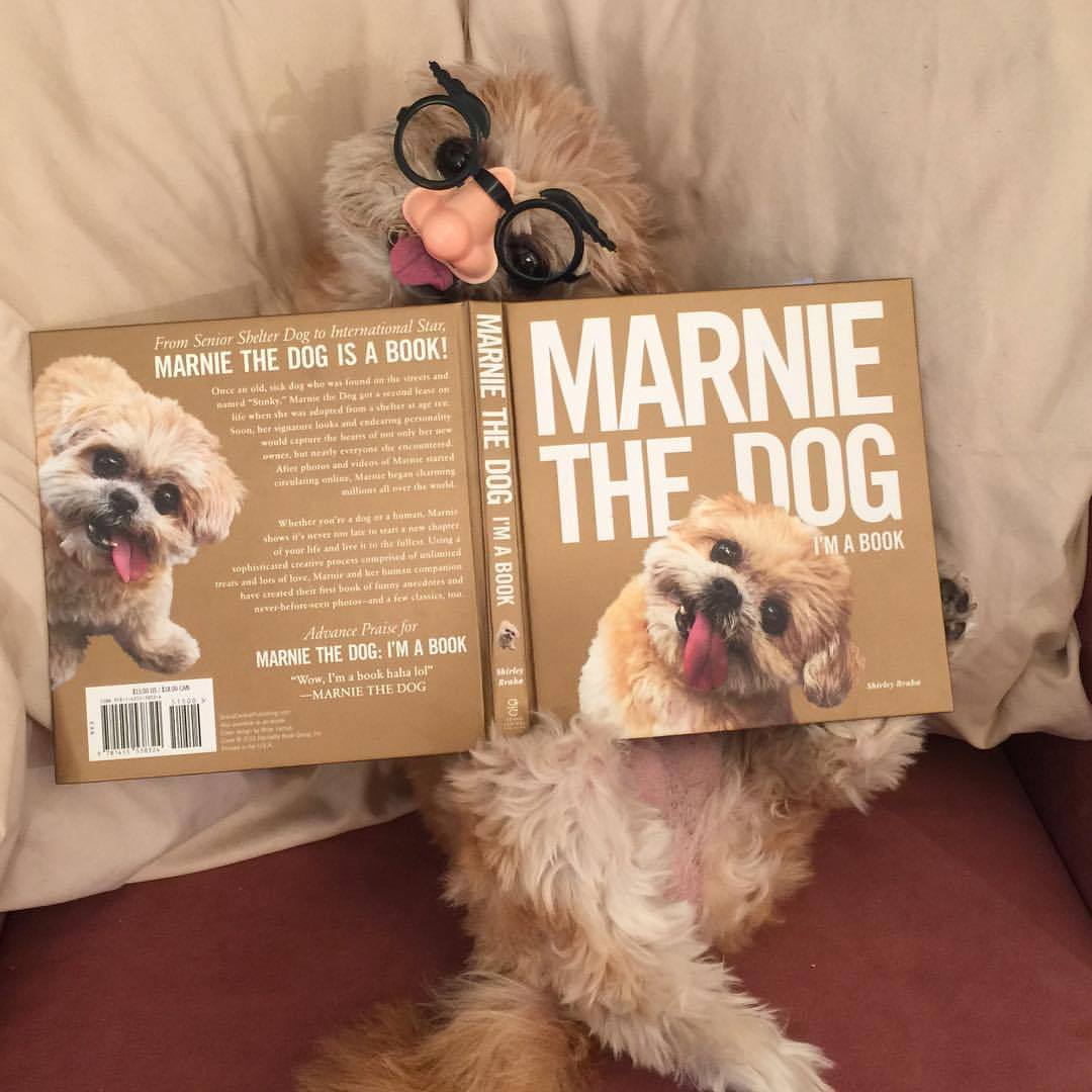 Hasil gambar untuk marnie the dog