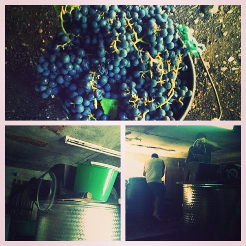 <p>Wine making at my cousin’s adega #theoldways #theazores #motherdaughterroadtrip (at Aldeia Da Fonte)</p>