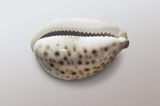 A cowry shell