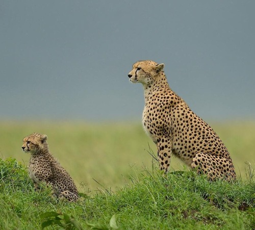 Cheetah Mother with Cub by brianscott_photography
A mother Cheetah and her cub looking out over the vast Masai Mara grass plains