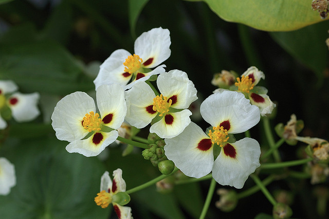 a writer s notebook sagittaria montevidensis katniss plant i am a writer s notebook sagittaria montevidensis katniss plant i am