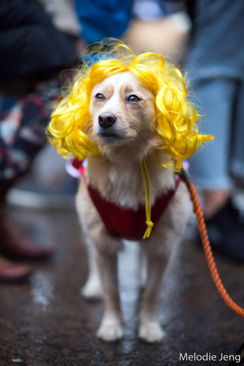 Halloween Dog Parade 2016 by Melodie Jeng Part II 