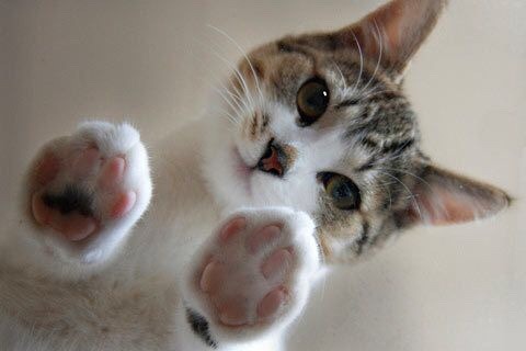 Image result for cat beans