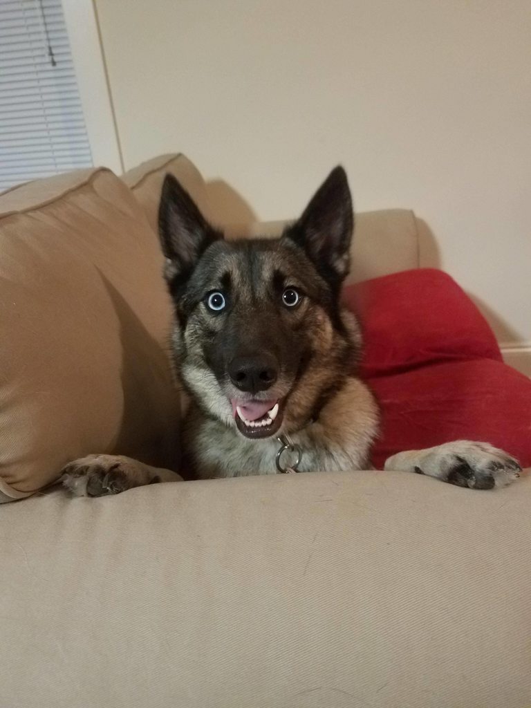 My roommate’s dog every time he hears “Bone?”
Source: http://bit.ly/2d2z9Ei