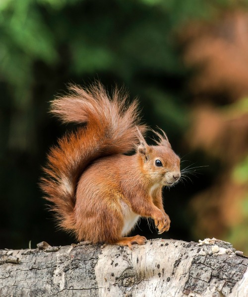Red Squirrel by © Colin Langford