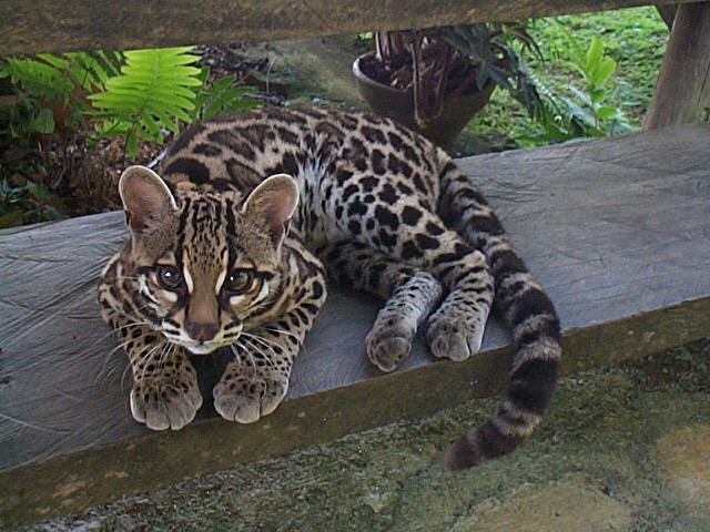 Who wants Margay paws? Trick question. Everyone wants Margay paws! Lookit! (Source: http://ift.tt/29Vp2ui)