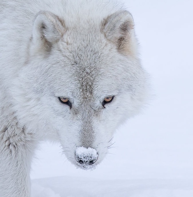 beautiful-wildlife:
“Arctic Wolf by © FRED LEMIRE
”