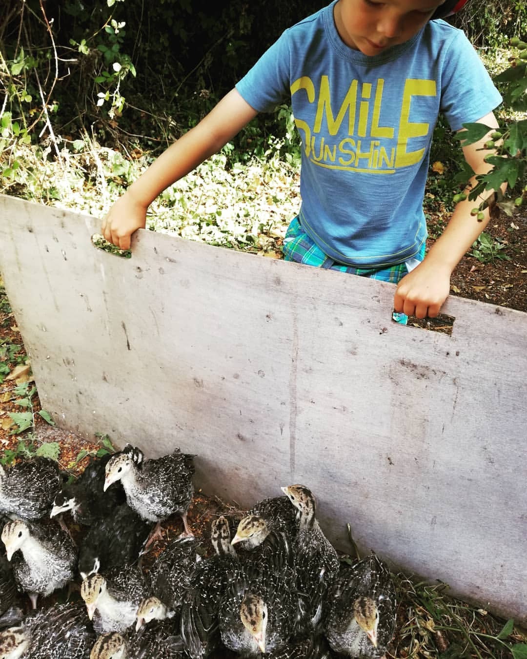 <p>Moving day - our turkey chicks are graduating from their nursery sheds up to the big barn and field. Just a short stroll up the hill, with a little help from our summer work force. (at Raglan, Monmouthshire)</p>