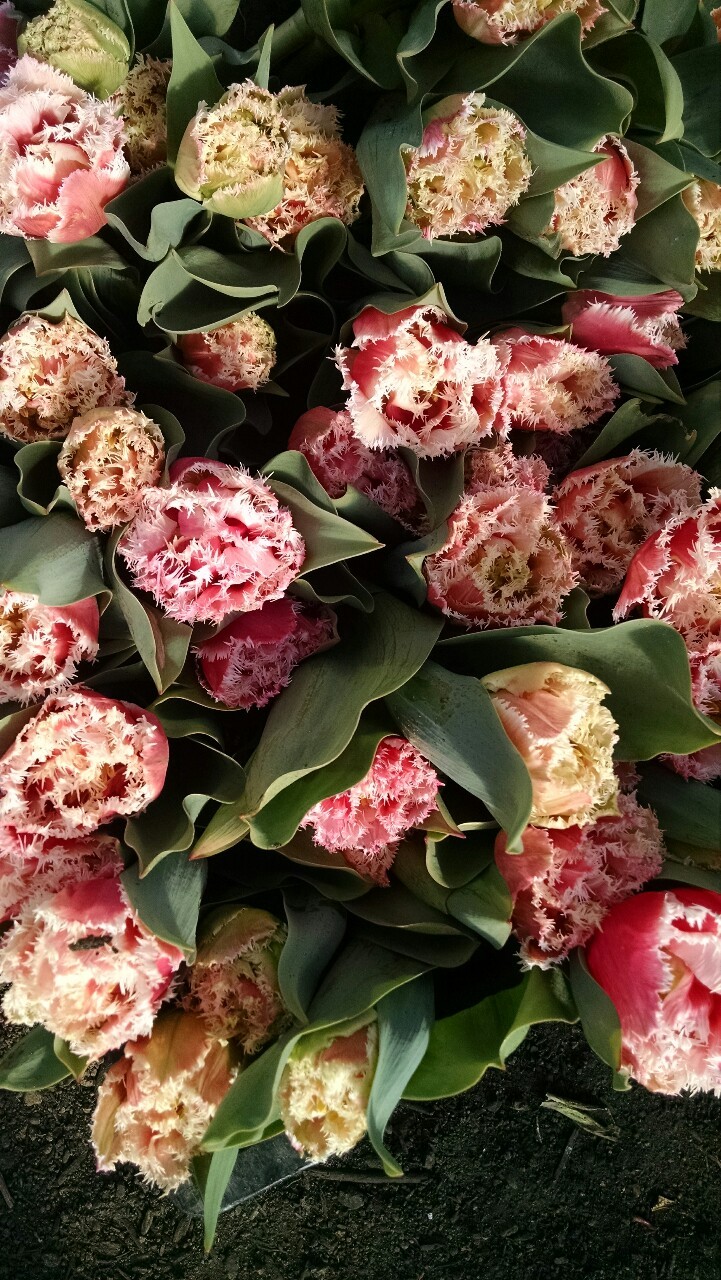 tumblr photo