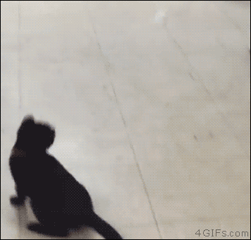4gifs:

Kitten chasing a ping pong ball. [video]
