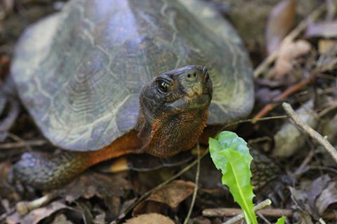 Wood turtle looking up at the camera