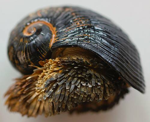 The Scaly foot gastropod is the only known animal to incorporate iron into its skeleton, meaning it’s literally the most ‘metal’ creature on Earth. (Source)