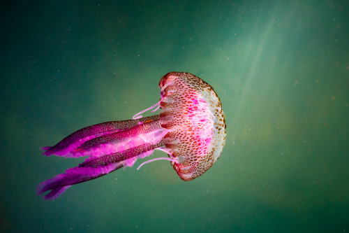 animals green pink Jellyfish glow mauve stinger