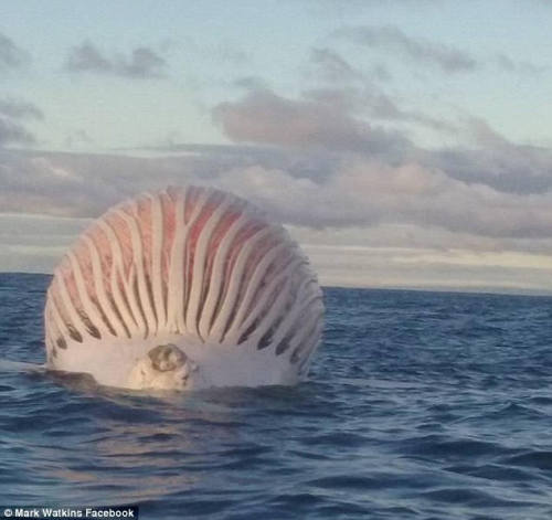 deathosphere:
“sixpenceee:
“Stunned fishermen spotted a gigantic alien-like ball floating off the coast of Western Australia before it was devoured by hungry sharks. Upon closer inspection the pair discovered it was an inflated whale carcass....