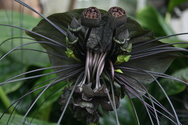 Image result for Black Bat Flower