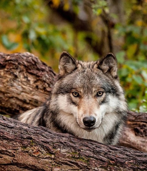 Wolf Portrait by © oldwolfphotography