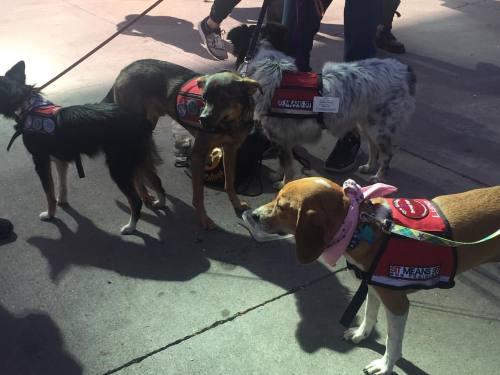 <p>My lucky day - found myself in middle of #therapydogs in training! #denver</p>