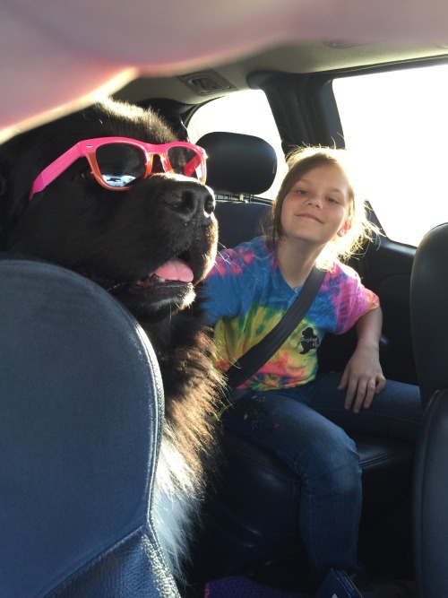 <p>Taylor and Fozzie on the way to the library!</p>