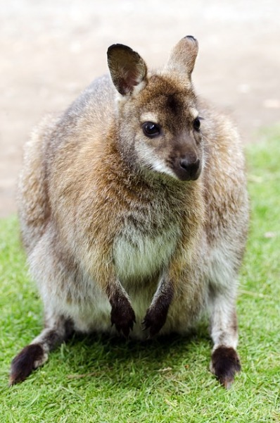 <p>Wallaby</p>