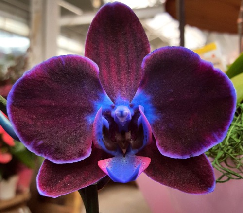 discomfort–revisited:
“ sixpenceee:
“ The above is a dyed phalaenopsis orchid. It’s most likely a natural purple/fuchsia color with blue dye in the root system.
”
This looks like the flowers from Alice and wonderland
”