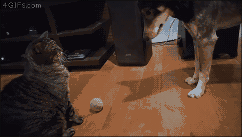 4gifs:
“ No ball for you. [video]
”