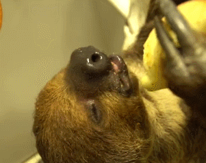 funny sloth gif