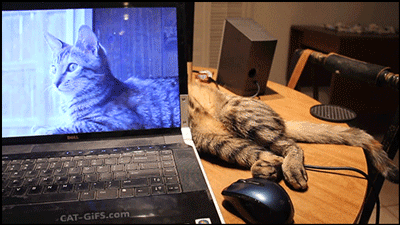 When the CMS is lagging and I just sit there in front of the computer.
gif via cat-gif-blog