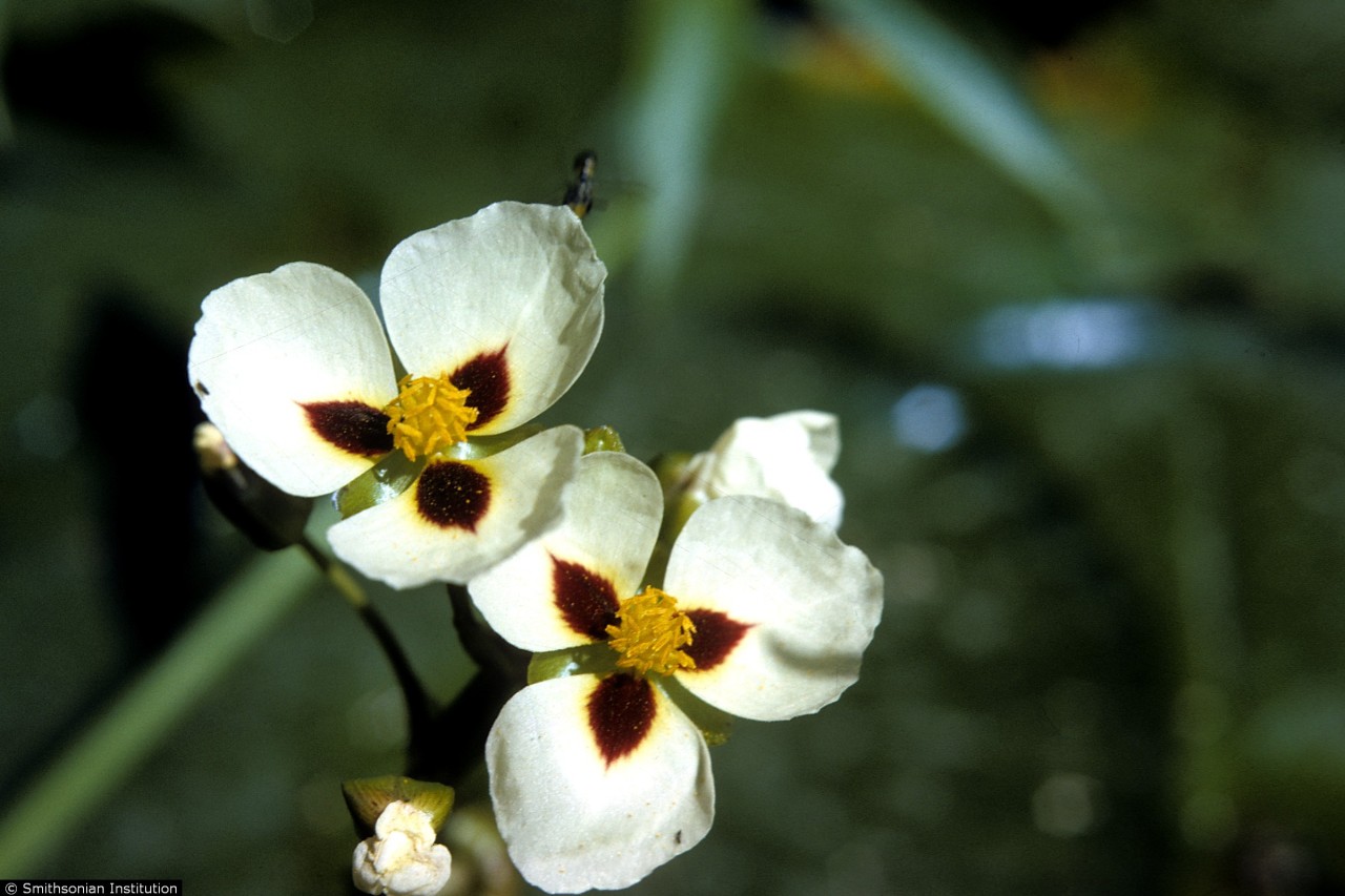 related keywords suggestions for katniss flower related keywords suggestions for katniss flower