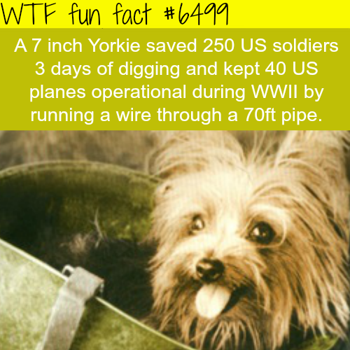 interesting facts about yorkies tiny yorkie facts interesting facts about yorkies tiny yorkie facts