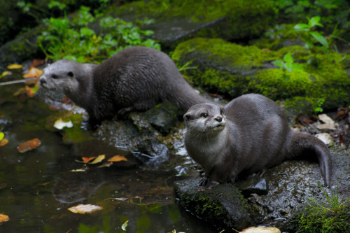 ifuckingloveotters:
“ Otters (by Matt Cunnelly)
”