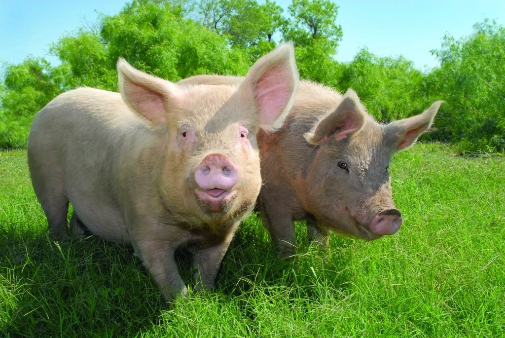 Il n’y a que les cochons qui vous considèrent comme leurs égaux.