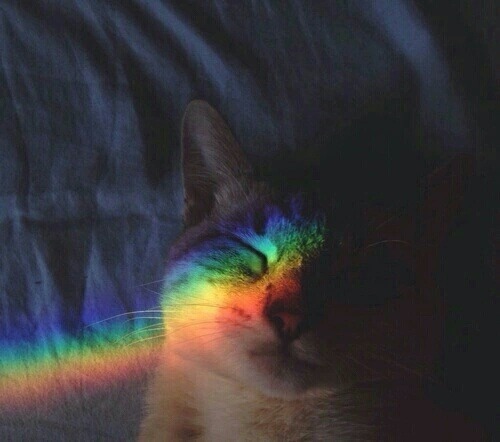 animals hipster indie