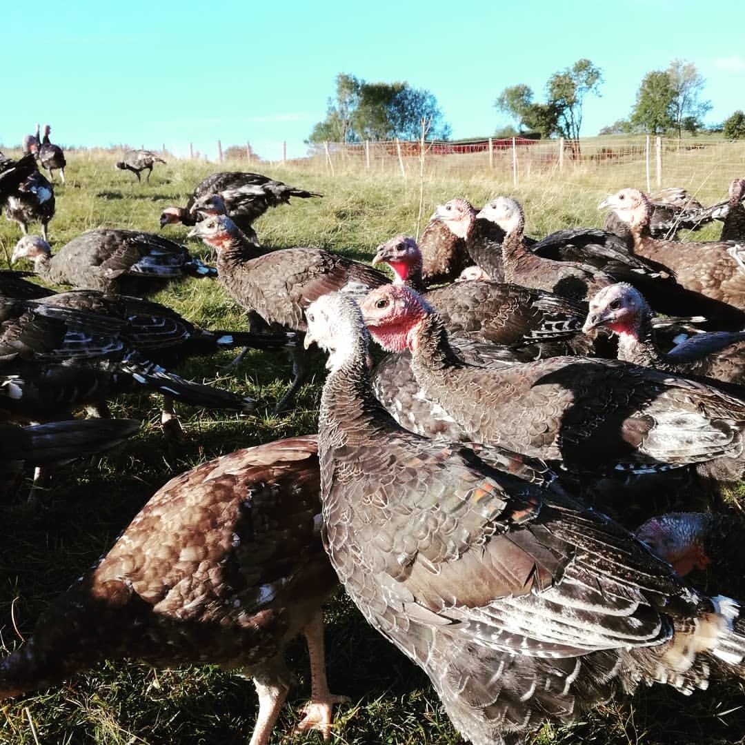 <p>Rush hour on the farm</p>
<p>#rushhour<br/>
#farmmornings <br/>
#turkeysabout (at Monmouthshire Turkeys)<br/>
<a href="https://www.instagram.com/p/Bnapj9bgao4/?utm_source=ig_tumblr_share&igshid=1wrt617r7r2hd">https://www.instagram.com/p/Bnapj9bgao4/?utm_source=ig_tumblr_share&igshid=1wrt617r7r2hd</a></p>