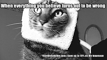 funny cat memes gifs | WiffleGif