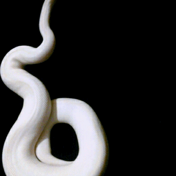 tumblr_o7randQHcI1r2ps52o1_400.gif