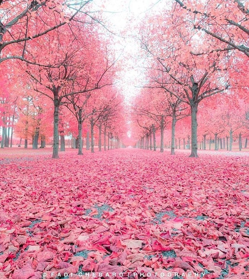 <p>🌸🌳🏵🌸🌳🏵🌸🌳🏵repost via earthporm Follow 📸: salesbook #sweden #earthporn #swedenimages #swedennature #swedenshots #igsweden #nature_shots #landscape_captures #tree_enthusiast #pinkflower #pink #pinktrees #pinklovers #pinktheme #traveltheglobe #tranquility #calm #relax #stressfree #autumn #leaves #pinkleaves #pinkautumn #landscapephotography #kavalonsgilliam #pinkbotanical #pinkflowers #bohopink #pinkboho (at Cherokee, North Carolina)<br/>
<a href="https://www.instagram.com/p/Bqoa4iFn0zF/?utm_source=ig_tumblr_share&igshid=1mzv1hv4i17rh" target="_blank">https://www.instagram.com/p/Bqoa4iFn0zF/?utm_source=ig_tumblr_share&igshid=1mzv1hv4i17rh</a></p>