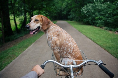 2612 best Coonhounds & other hounds!!!!! images on