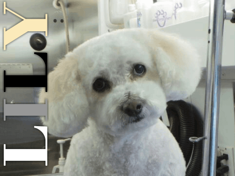 <p>Every pets personality is as unique as a fingerprint</p>