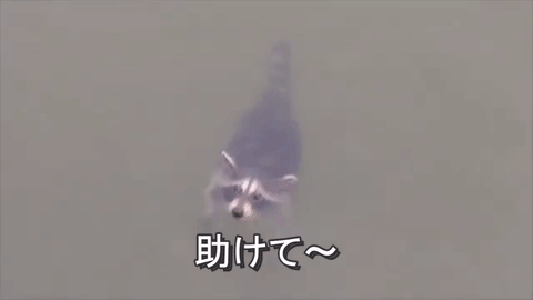 溺れるアライグマを救助  