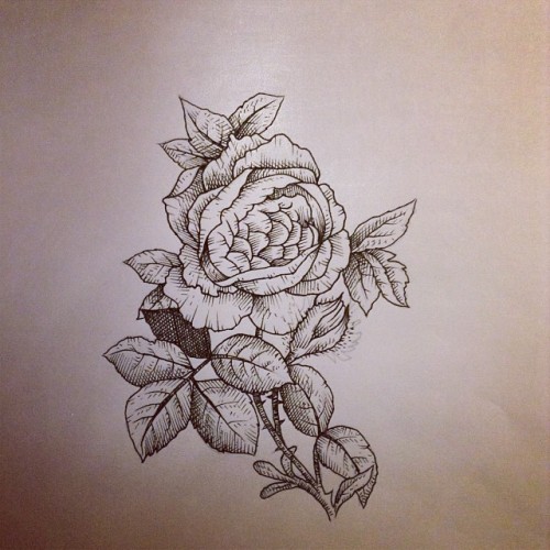 alex cfourpo peony rose peony rose roses flower alex cfourpo peony rose peony rose roses flower