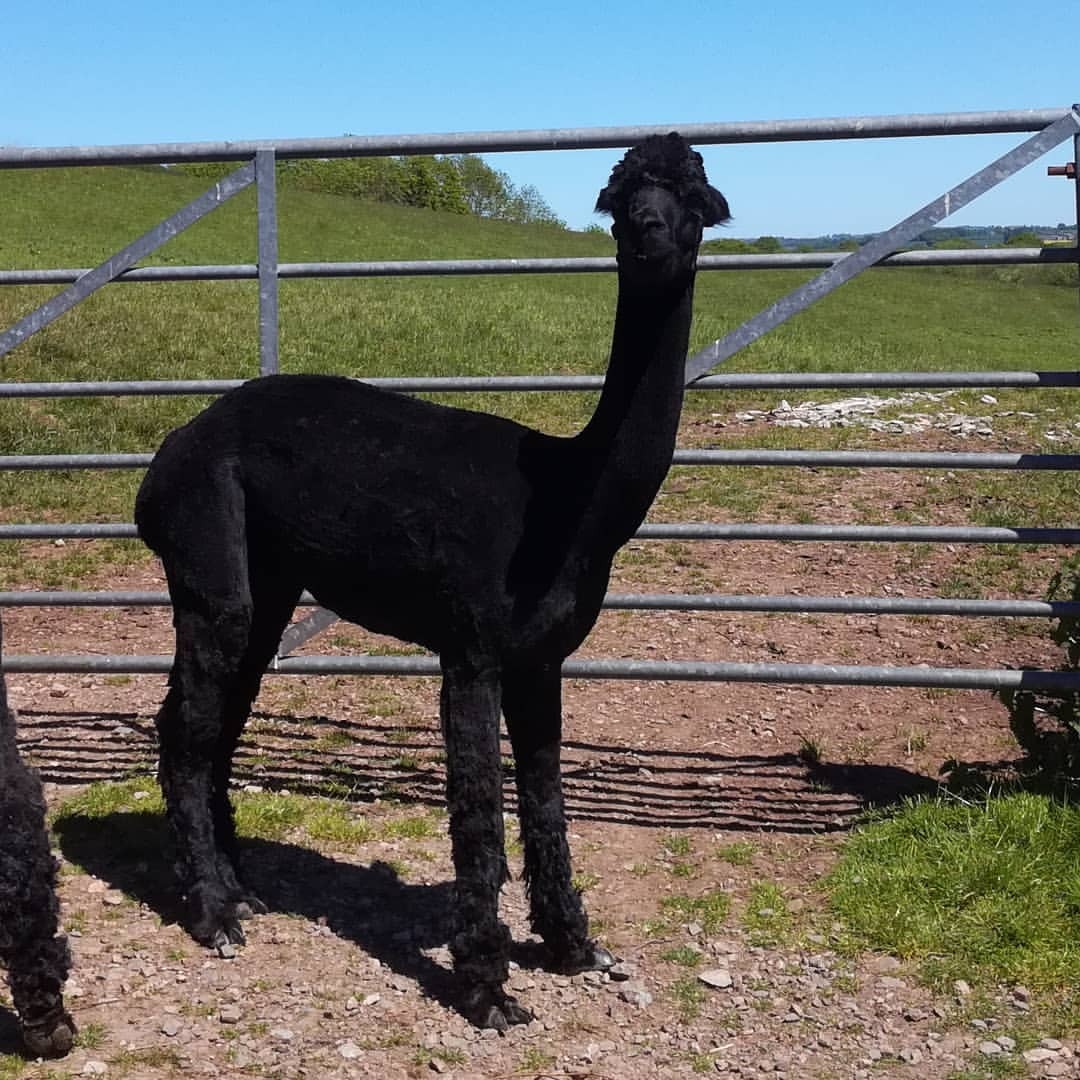 <p>Haircut day .. here’s the after<br/>
#alpaca shearing (at Raglan, Monmouthshire)</p>