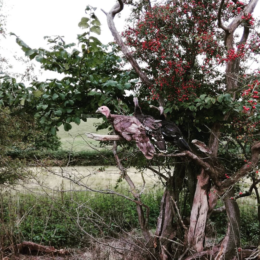 <p>Just hanging around … (at Monmouthshire Turkeys)<br/>
<a href="https://www.instagram.com/p/BnlqvdQgYGi/?utm_source=ig_tumblr_share&igshid=gwy46mhpe23a">https://www.instagram.com/p/BnlqvdQgYGi/?utm_source=ig_tumblr_share&igshid=gwy46mhpe23a</a></p>
