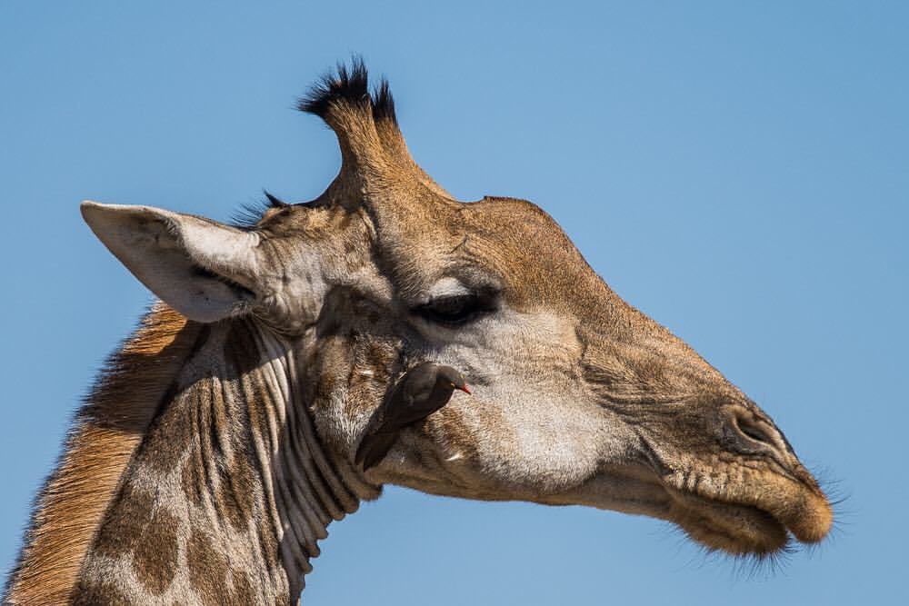 <p>The Angolan giraffe (Giraffa giraffa angolensis), also known as Namibian giraffe, is a subspecies of giraffe that is found in northern Namibia, south-western Zambia, Botswana, and western Zimbabwe. (Wikipedia)<br/>
⠀⠀⠀⠀⠀⠀⠀⠀⠀<br/>
This one has a Red Billed Oxpecker on the face. The Oxpecker feeds on insects and parasites on the skin of the Giraffe. It also feeds on blood, keeping wounds clear and clean.<br/>
.<br/>
. <br/>
.<br/>
.<br/>
#365experientialdays<br/>
#experientialtravel <br/>
#experientialphotography<br/>
#365 <br/>
#botswana <br/>
#okavango <br/>
#okavangodelta <br/>
@ker_downey_bw<br/>
#ShindeKDB <br/>
#KerDowneyBW<br/>
#giraffe <br/>
#redbilledoxpecker <br/>
#oxpecker <br/>
<a href="https://www.instagram.com/p/Bp78CkgAehk/?utm_source=ig_tumblr_share&igshid=r0dwg7h4ypyn" target="_blank">https://www.instagram.com/p/Bp78CkgAehk/?utm_source=ig_tumblr_share&igshid=r0dwg7h4ypyn</a></p>